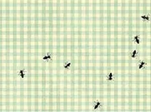 Bug Catcher Reflex Game